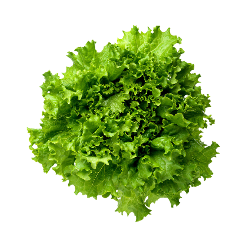 Green Leaf Lettuce 1 ct