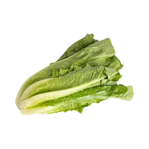 Foxy Romaine Lettuce Single