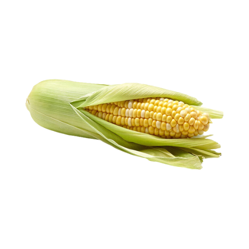Bicolor Sweet Corn on the Cob 1ct