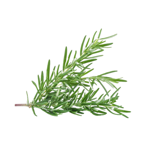 Rosemary .5 oz