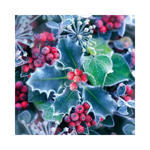 Frozen Holly Cocktail Napkin 20ct