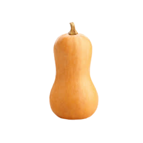 Butternut Squash Large