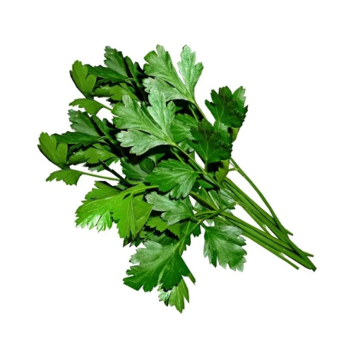 Fresh Parsley Bunch