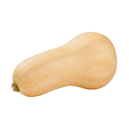 Butternut Squash Medium